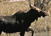 Moose CM11-19