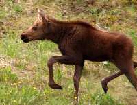 Moose Calf 09