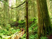 Giant Cedars Boardwalk Trail, Mount Revelstoke National Park, British Columbia, Canada 07
