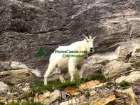 Highlight for Album: Mountain Goats, Jasper National Park 2007, Canadian Wildlife Stock Photos