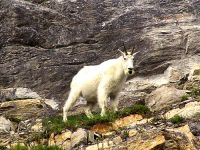 Mountain Goat 02