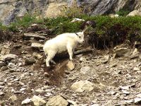 Mountain Goat Kid 06