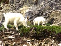 Mountain Goat and Kid 05