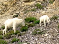 Mountain Goat and Kid 04