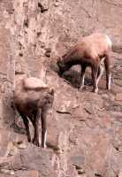 Mountain Goats, Banff Park, Alberta, Canada CM11-001
