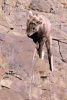 Mountain Goats, Banff Park, Alberta, Canada CM11-003