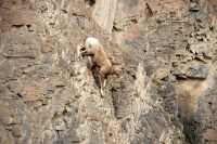 Mountain Goats, Banff Park, Alberta, Canada CM11-005