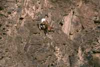 Mountain Goats, Banff Park, Alberta, Canada CM11-006