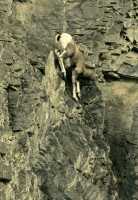Mountain Goats, Banff Park, Alberta, Canada CM11-002