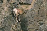 Mountain Goats, Banff Park, Alberta, Canada CM11-007