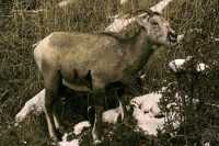 Mountain Goats, Banff Park, Alberta, Canada CM11-008