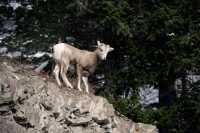 Mountain Goats, Banff Park, Alberta, Canada CM11-009