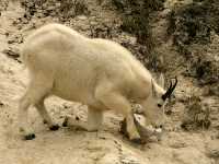 Mountain Goat CM11-06
