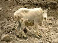 Mountain Goat CM11-05