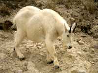 Mountain Goat CM11-07