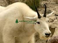 Highlight for Album: Rocky Mountain Goats Photos 2008, Jasper National Park, Canadian Wildlife Stock Photos
