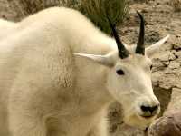Mountain Goat CM11-04