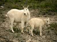 Mountain Goat and Kid CM11-01