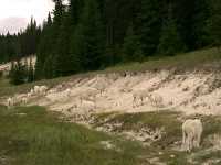 Mountain Goat Band CM11-12
