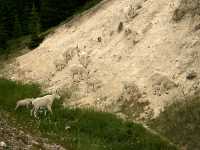 Mountain Goat Band CM11-11