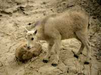 Mountain Goat Kid CM11-03