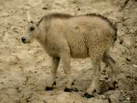 Mountain Goat Kid CM11-02