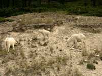 Mountain Goat Family CM11-10