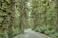 Naikoon Park, Queen Charlotte Islands, Haida Gwaii, British Columbia, Canada CM11-08