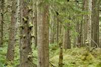 Naikoon Park, Tow Hill, Queen Charlotte Islands, Haida Gwaii, British Columbia, Canada CM11-07