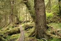 Naikoon Park, Tow Hill, Queen Charlotte Islands, Haida Gwaii, British Columbia, Canada CM11-06