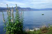 Naramata, Okanagan Region, British Columbia, Canada CM11-005