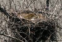 Highlight for Album: Bald Eagles Nesting Photos, British Columbia, Canada, Canadian Wildlife Stock Photos