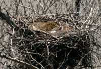 Bald Eagle Eggs CM11-02
