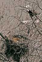 Bald Eagle Nest and Eggs CM11-04