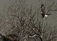 Bald Eagle Nest and Eggs CM11-05