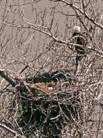 Bald Eagle Nest and Eggs CM11-06