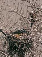 Bald Eagle Nest and Eggs CM11-06