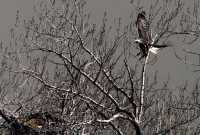 Bald Eagle Nest and Eggs CM11-08