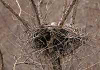Nesting Bald Eagle CM11-01
