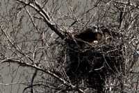Nesting Bald Eagle and Eggs CM11-03