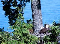 Bald Eagle and Eaglet, Preparing For First Flight 09