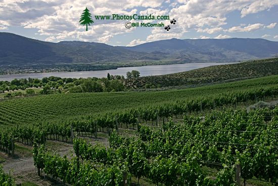 Nk'mip Resort Vineyard, Osoyoos, British Columbia CM11-012