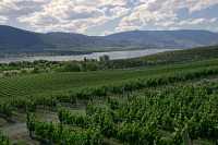 Nk'mip Resort Vineyard, Osoyoos, British Columbia CM11-012