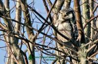 Highlight for Album: Northern Hawk Owl, Delta, British Columbia, Canada - Canadian Wildlife Stock Photos
