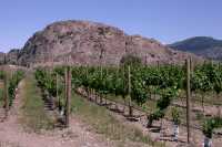 Okanagan Falls Wine Region, British Columbia CM11-003