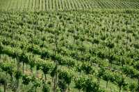 Okanagan Falls Wine Region, British Columbia CM11-004