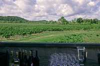 Ontario Wine Region, Southern Ontario, Canada CM-1201
