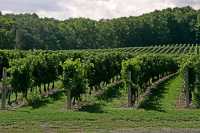 Ontario Wine Region, Southern Ontario, Canada CM-1202