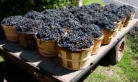 Ontario Wine Region, Southern Ontario, Canada CM-1203