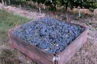 Osoyoos, Grape Harvesting, British Columbia CM11-06